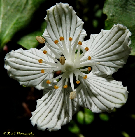 {Parnassia asarifolia}